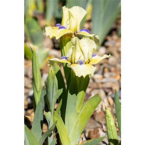 Iris x barb.-nana 'Stockholm' - Zwergige Garten-Schwertlilie 'Stockholm' - 9cm Topf von Bamberger Staudengarten Strobler