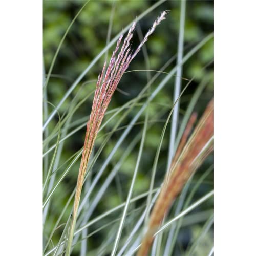 Miscanthus sinensis 'Kleine Silberspinne' - Garten-Chinaschilf - 11cm Topf von Bamberger Staudengarten Strobler