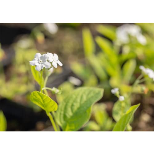 Omphalodes verna 'Alba' - Garten-Frühlings-Gedenkemein 'Alba' - 9cm Topf von Bamberger Staudengarten Strobler