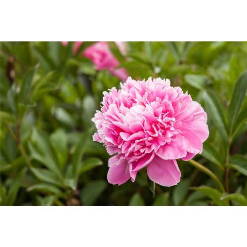 Paeonia x lactiflora 'Dr Alexander Fleming' - Chinesische Pfingstrose 'Dr. Alexander Fleming' - 11cm Topf von Bamberger Staudengarten Strobler