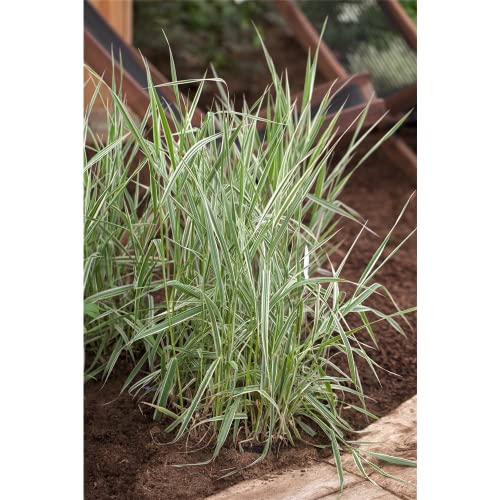 Phalaris arundinacea - Rohr-Glanzgras - 9cm Topf von Bamberger Staudengarten Strobler