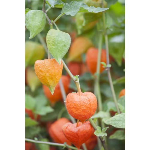 Physalis alkekengi var.franchetii - Blasenkirsche - 9cm Topf von Bamberger Staudengarten Strobler