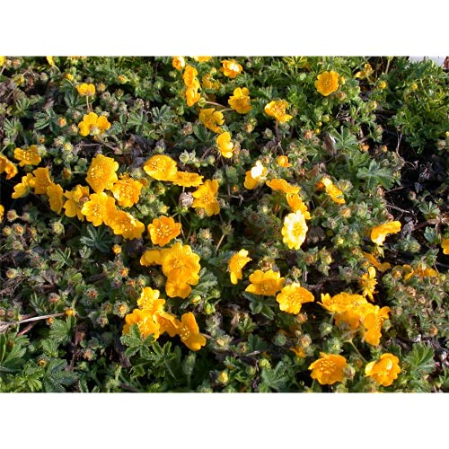 Potentilla neumanniana - Frühlings-Fingerkraut - 9cm Topf von Bamberger Staudengarten Strobler