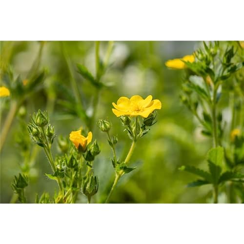 Potentilla recta - Hohes Fingerkraut - 9cm Topf von Bamberger Staudengarten Strobler