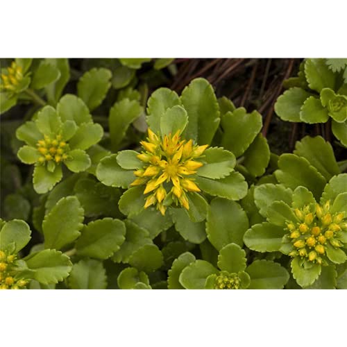 Sedum hybridum 'Immergrünchen' - Immergrünes Garten-Fettblatt 'Immergrünchen' - 9cm Topf von Bamberger Staudengarten Strobler