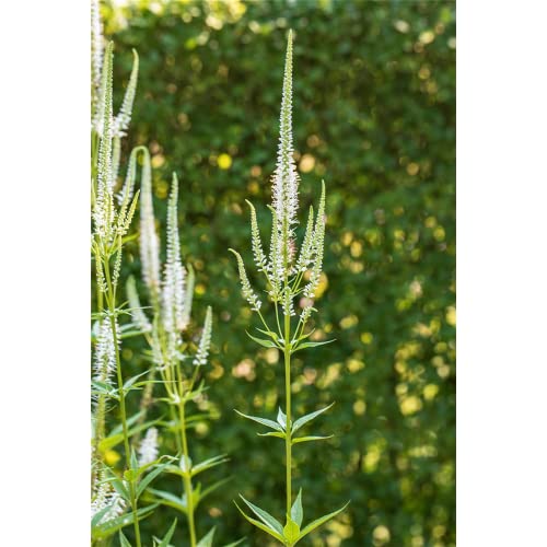 Veronica longifolia 'Schneeriesin' - Langblättriger Garten-Ehrenpreis 'Schneeriesin' - 9cm Topf von Bamberger Staudengarten Strobler