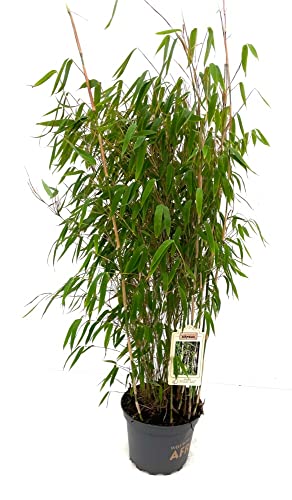 Bambus Fargesia 'Ivory Ibis'®, 7,5 Liter, Höhe 80-100 cm von Bambus börse