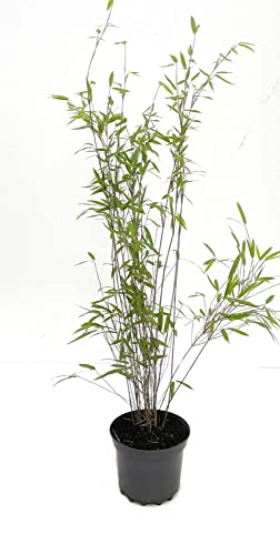 Bambus Fargesia nitida 'Black Pearl' 3 Liter Topf, 60-80 cm von Bambus börse