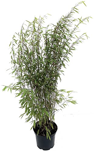 Bambus Fargesia nitida 'Black Pearl' 7,5 Liter Topf, Höhe 80-100 cm von Bambusbörse