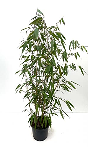 Bambus Fargesia robusta 'Wolong', 7,5 Liter, Höhe 100/125 cm von Bambus börse