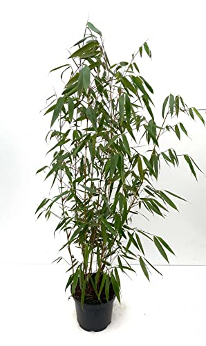 Bambus Fargesia robusta 'Wolong', 7,5 Liter, Höhe 100/125 cm von Bambusbörse
