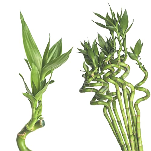 10x Lucky Bamboo Glücksbambus - 100cm GEDREHT Bambus Zimmerbambus Gluecksbambus Zimmer Deko Bam Boo dracaena sanderiana Zimmerpflanzen Glücksbambus Pflanze echt von Bambus