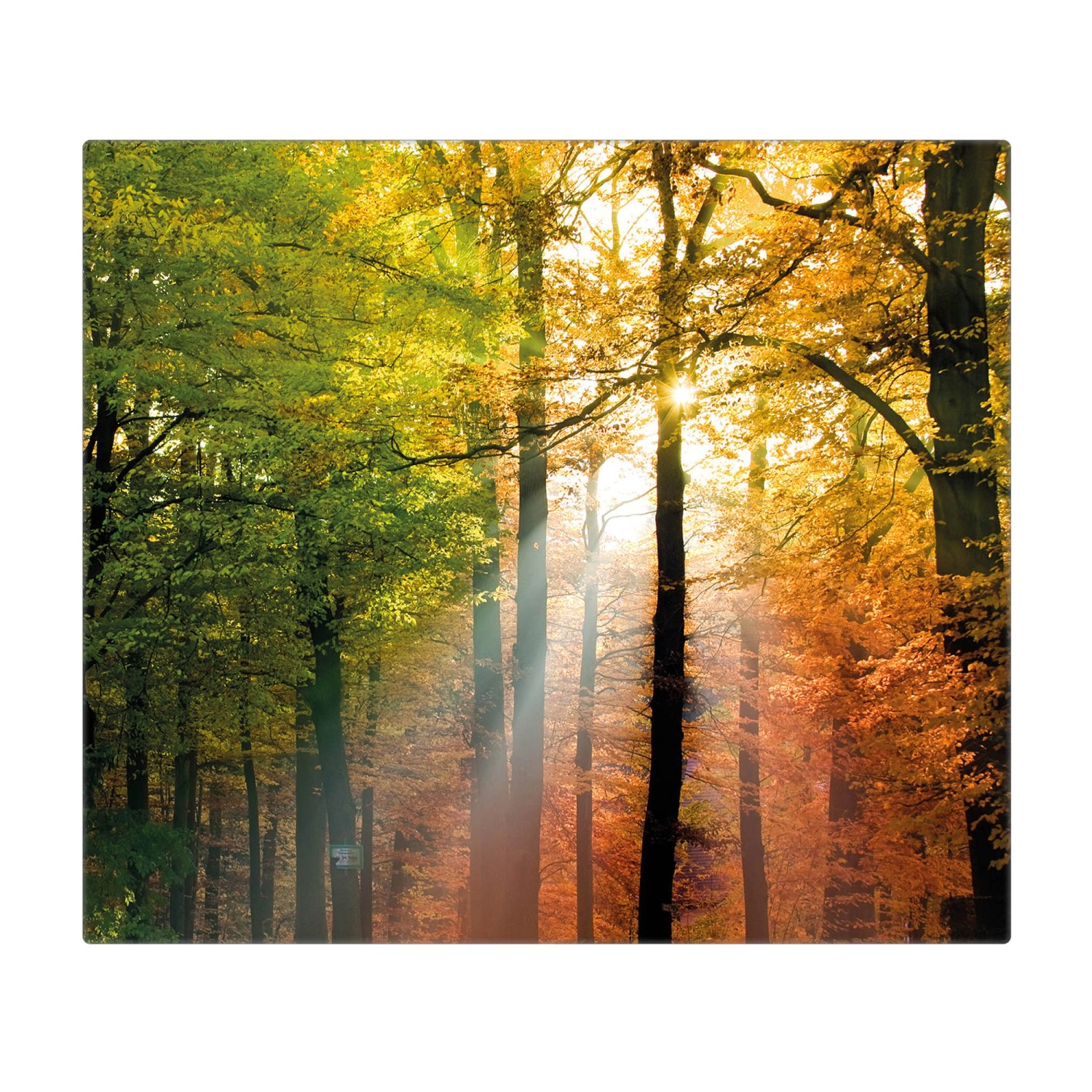 Banjado Herdabdeckplatte Glas 1 Teilig 60x52CM Schneidebrett Herdabdeckung Mit Motiv Herbstwald von Banjado