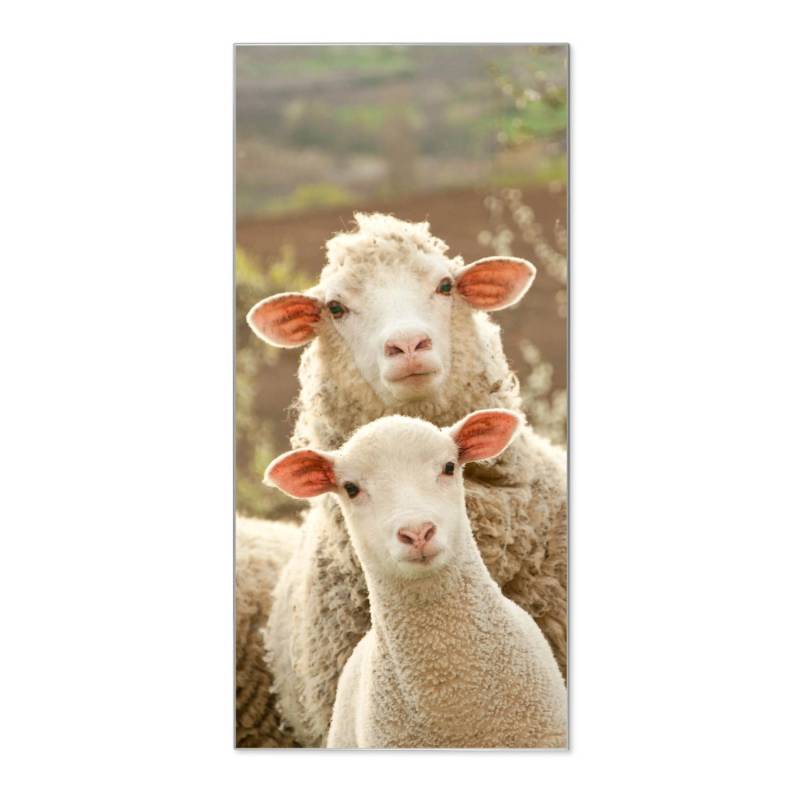 Banjado Magnettafel 37x78cm Magnetwand  Silber Aus Metall Magnetpinnwand Pinnwand Inkl. 4 Magnete Motiv Schaffamilie von Banjado