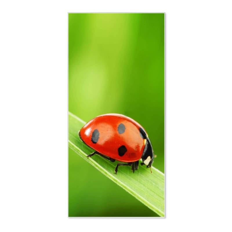 Banjado Magnettafel 37x78cm Magnetwand  Weiß Aus Metall Magnetpinnwand Pinnwand Inkl. 4 Magnete Motiv Marienkäfer von Banjado