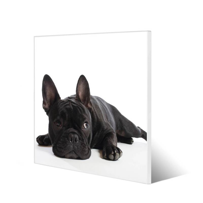 Banjado Magnettafel 50x50cm Magnetwand Weiß Aus Metall Magnetpinnwand Pinnwand Inkl. 4 Magnete Motiv Bulldogge von Banjado