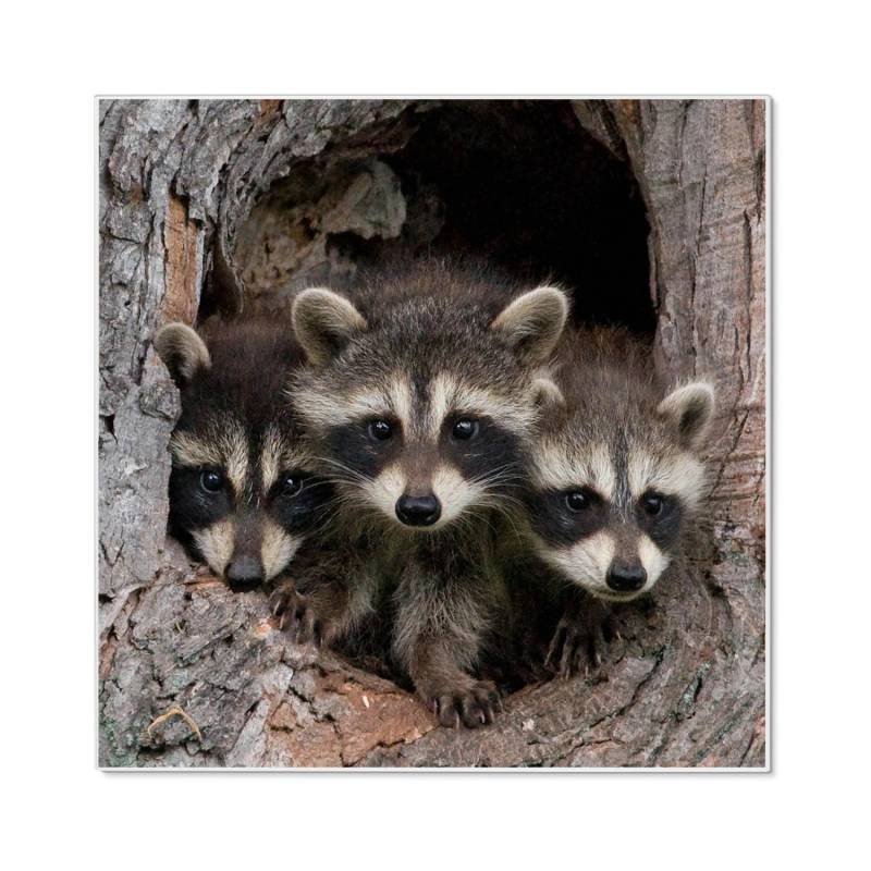 Banjado Magnettafel 50x50cm Magnetwand Weiß Aus Metall Magnetpinnwand Pinnwand Inkl. 4 Magnete Motiv Drei Waschbären von Banjado