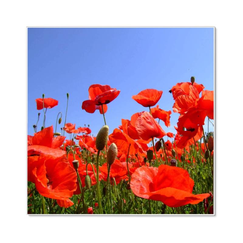 Banjado Magnettafel 50x50cm Magnetwand Weiß Aus Metall Magnetpinnwand Pinnwand Inkl. 4 Magnete Motiv Mohnblumen von Banjado