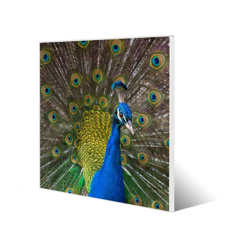 Banjado Magnettafel 50x50cm Magnetwand Weiß Aus Metall Magnetpinnwand Pinnwand Inkl. 4 Magnete Motiv Pfau von Banjado