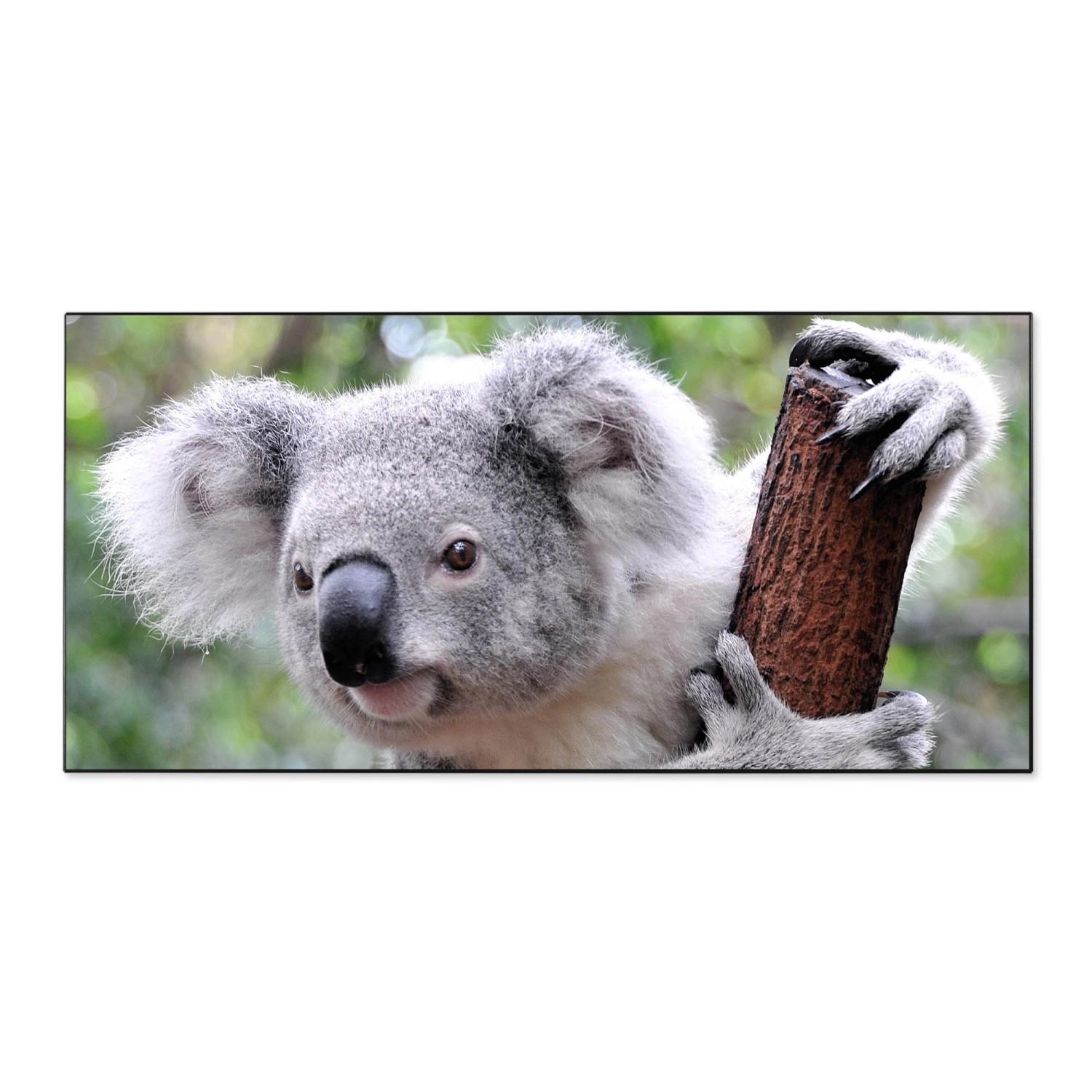 Banjado Magnettafel 78x37cm Magnetwand Schwarz Aus Metall Magnetpinnwand Pinnwand Inkl. 4 Magnete Motiv Koala Banjado Magnettafel 78x37cm Magnetwand Schwarz Aus Metall Magnetpinnwand Pinnwand Inkl. 4 Magnete Motiv Koala von Banjado
