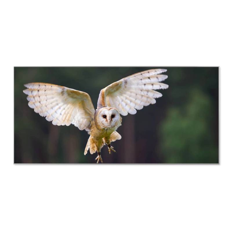 Banjado Magnettafel 78x37cm Magnetwand  Silber Aus Metall Magnetpinnwand Pinnwand Inkl. 4 Magnete Motiv Schleiereule von Banjado