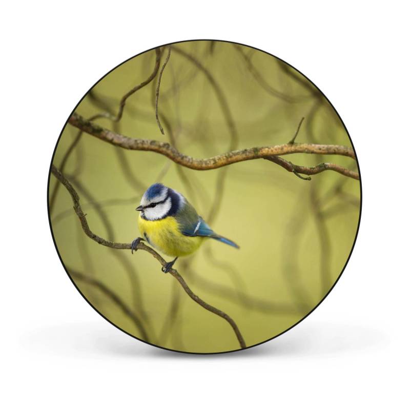 Banjado Magnettafel Rund Größe 47cm Magnetwand Schwarz Aus Metall Magnetpinnwand Pinnwand Motiv Blaumeise Im Baum von Banjado