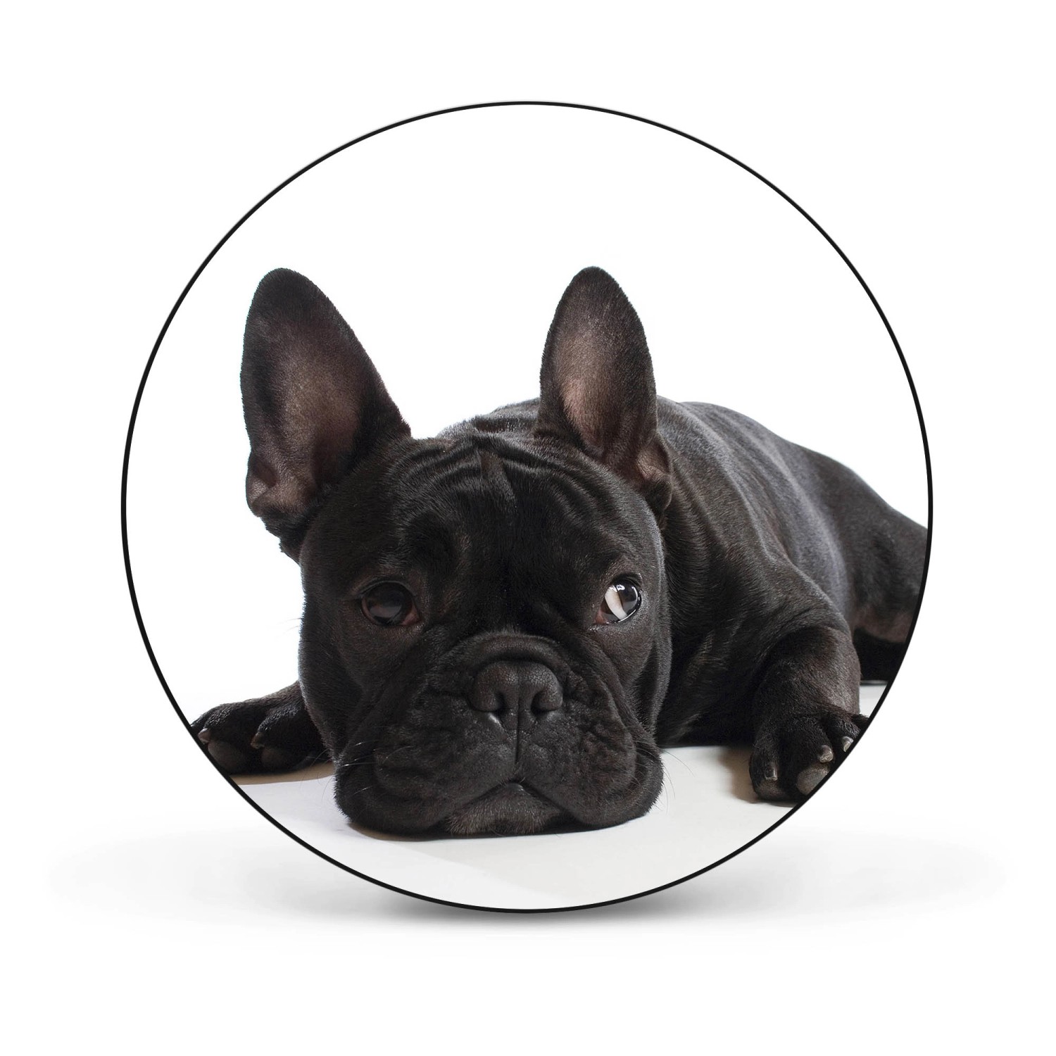 Banjado Magnettafel Rund Größe 47cm Magnetwand Schwarz Aus Metall Magnetpinnwand Pinnwand Motiv Bulldogge Banjado Magnettafel Rund Größe 47cm Magnetwand Schwarz Aus Metall Magnetpinnwand Pinnwand Motiv Bulldogge von Banjado