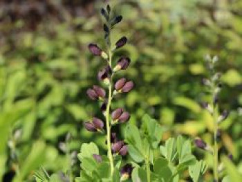 Indigolupine / Südliche Färberhülse 'Dec. Dutch Chocolate', Baptisia australis 'Dec. Dutch Chocolate', Topfware von Baptisia australis 'Dec. Dutch Chocolate'