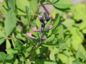 Färberhülse Decadence-Serie 'Dark Chocolate', Baptisia x cultorum 'Dark Chocolate', Topfware von Baptisia x cultorum 'Dark Chocolate'
