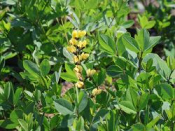 Färberhülse Decadence-Serie 'Vanilla Cream', Baptisia x cultorum 'Vanilla Cream', Topfware von Baptisia x cultorum 'Vanilla Cream'