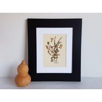 Gepresste Blume Kunst 200x300 Original Unikat Mit Echten Getrockneten Blumen. Getrocknete Blumenkunst. Wildblumenkunst. Pflanzenart | #4 von BareFlower