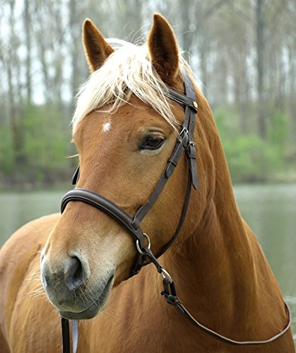 Barefoot Gebisslose Zäumung für Pferde – Bittless Bridle und Sidepull in einem – Weich gepolstert mit breitem Nasen-, Stirn- und Genickstück – ideal für Western, Englisch und Wanderreiten – Full braun Barefoot Gebisslose Zäumung für Pferde – Bittless Bridle und Sidepull in einem – Weich gepolstert mit breitem Nasen-, Stirn- und Genickstück – ideal für Western, Englisch und Wanderreiten – Full braun von Barefoot