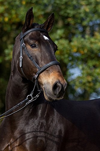 Gebisslose Zäumung für Pferde – Bittless Bridle und Sidepull in einem – Weich gepolstert mit breitem Nasen-, Stirn- und Genickstück – ideal für Western, Englisch und Wanderreiten – schwarz Gebisslose Zäumung für Pferde – Bittless Bridle und Sidepull in einem – Weich gepolstert mit breitem Nasen-, Stirn- und Genickstück – ideal für Western, Englisch und Wanderreiten – schwarz von Barefoot
