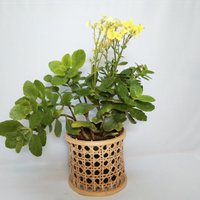 Rattan/ Blumentopf Hülle, Übertopf 5Er Set, 14, 5 cm, 4, 5", Handgewebt Smart Home Garten Und Büro Dekor von BarnAndCoop