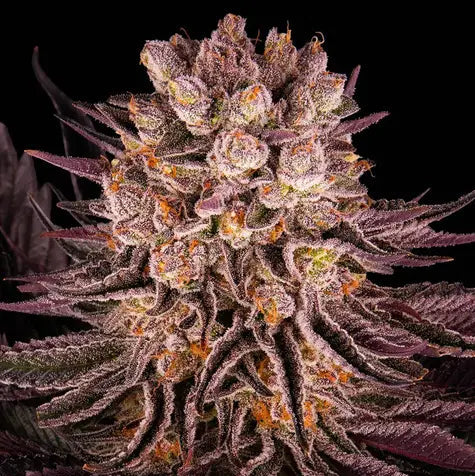 Mimosa x Orange Punch von Barney's Farm