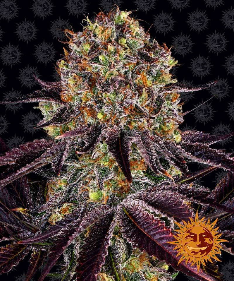 Runtz x Layer Cake von Barney`s Farm
