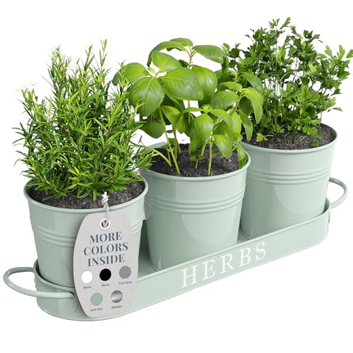 Barnyard Designs Kräutertopf-Pflanzgefäß-Set mit Tablett für den Innen-, Garten- oder Außenbereich, weiches mintgrünes Metall, (3er-Set, 11 x 10 cm Pflanzgefäße auf 32 x 10 cm Tablett) von Barnyard Designs