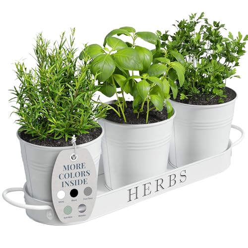 Barnyard Designs Kräutertopf-Pflanzset mit Tablett für den Innengarten oder den Außenbereich, (3er-Set, 10 cm x 10,5 cm Pflanzgefäße auf 10 cm x 31,5 cm x 2,5 cm Tablett von Barnyard Designs