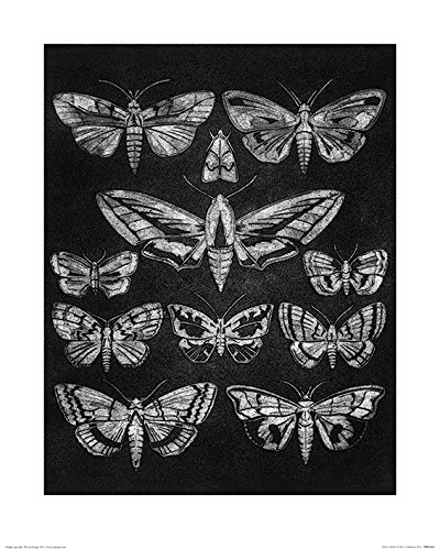 Barry Goodman "Eleven Moths" 40 x 50cm Kunstdruck von Pyramid International