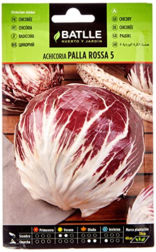 Batlle Gemüsesamen - Chicoree Radicchio Palla Rossa 5 (3840 Samen) von Semillas Batlle
