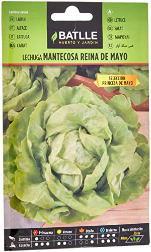 Batlle Gemüsesamen - Kopfsalat Mai Königin Princesa (5600 Samen) von Semillas Batlle