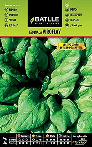 Batlle Gemüsesamen - Spinat Viroflay (1650 Samen) von Semillas Batlle