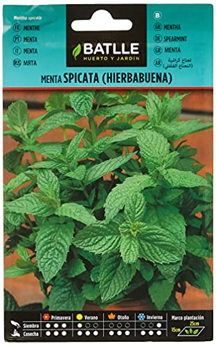 Batlle Kräutersamen - Mentha Spicata/Grüne Minze (Samen - 40-50cm) von Semillas Batlle