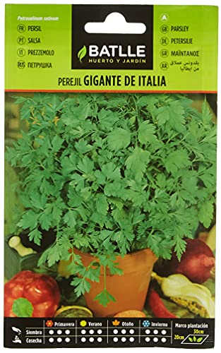 Batlle Kräutersamen - Petersilie Italienisch (Samen - 35cm) von Semillas Batlle