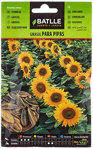 Batlle aromatic seeds - Sunflower for pipes (Seeds - 30cm) von Semillas Batlle
