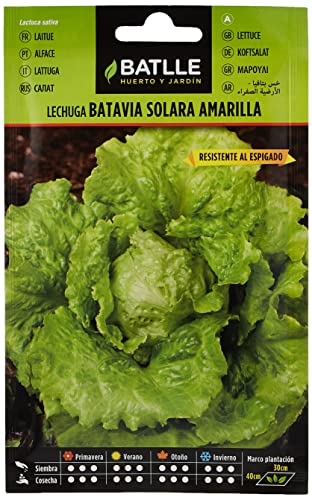 Batlle vegetable seeds - Lettucce Solara Yellow (5600 Seeds) von Semillas Batlle