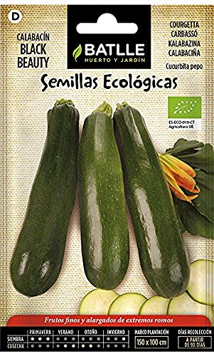 Zucchini-schwarze Schönheit - ECO von Semillas Batlle