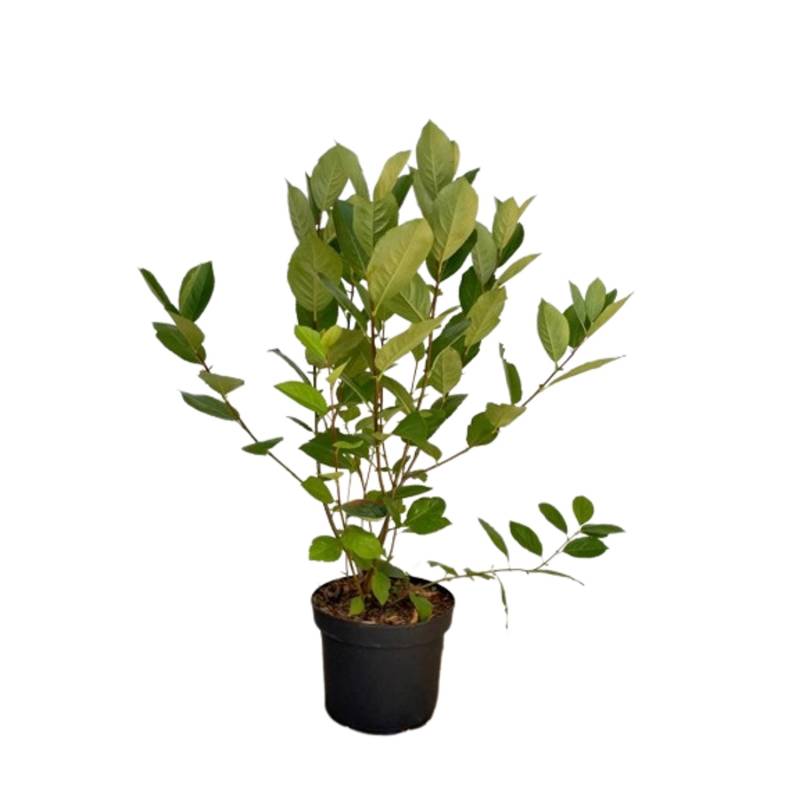 Baumfink Apfelbeere als Topfpflanze 60-100cm von Baumfink