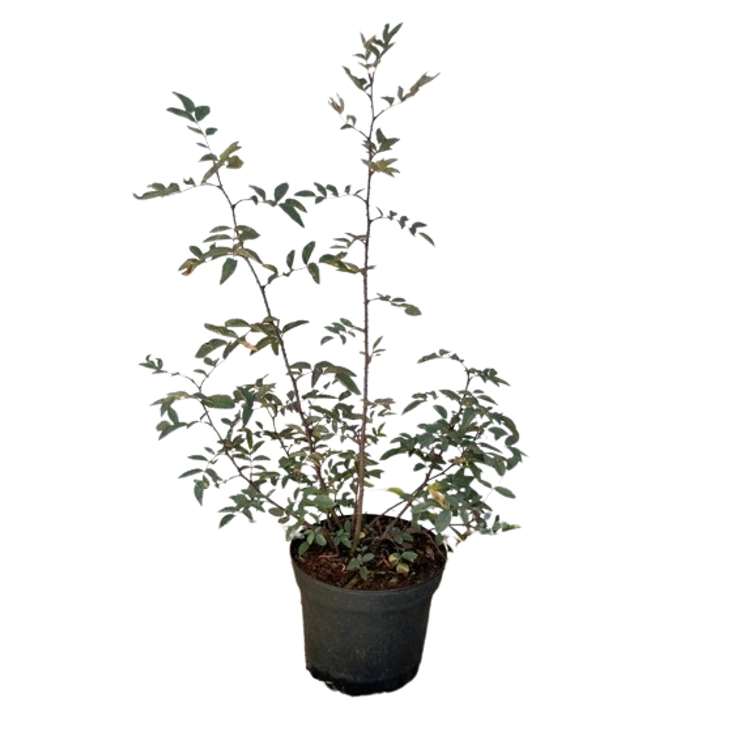 Baumfink Blaue Hechtrose als Topfpflanze 60-100cm Baumfink Blaue Hechtrose als Topfpflanze 60-100cm von Baumfink