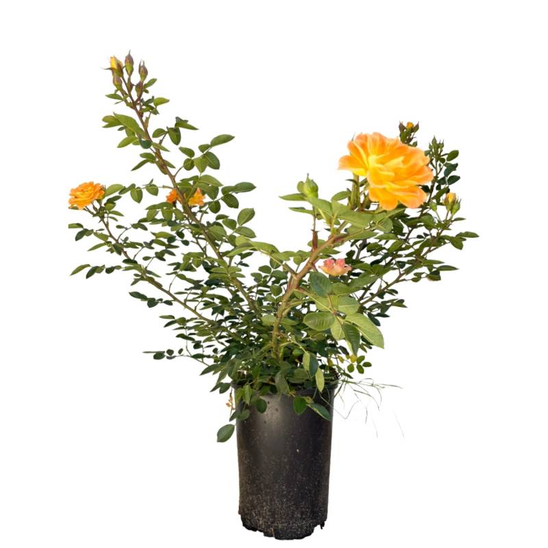 Baumfink Bodendeckerrose Bessy im Topf von Baumfink
